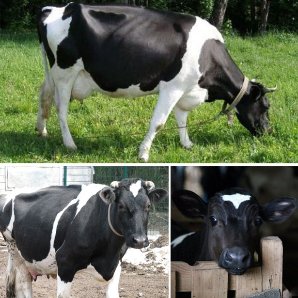 черно-пестрая порода коров